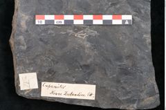 Foto (Detailansicht) von Cupanites novae zeelandiae Ettingshausen (NHMW-GEO-2024-0188-10247)